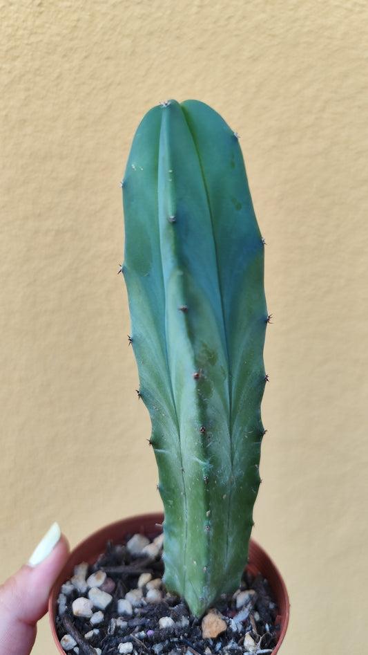 Myrtillocactus geometrizans