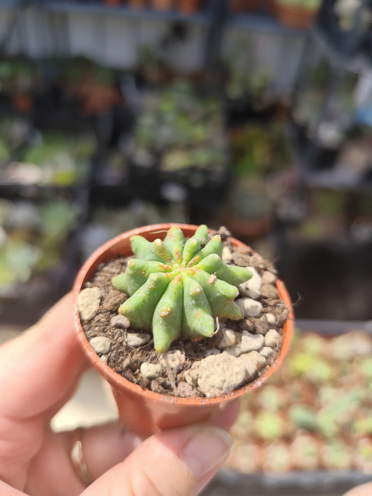 Ferocactus glaucescens inermis