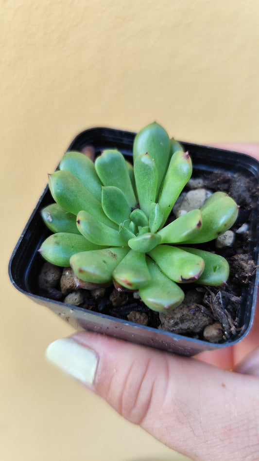 Echeveria sp.