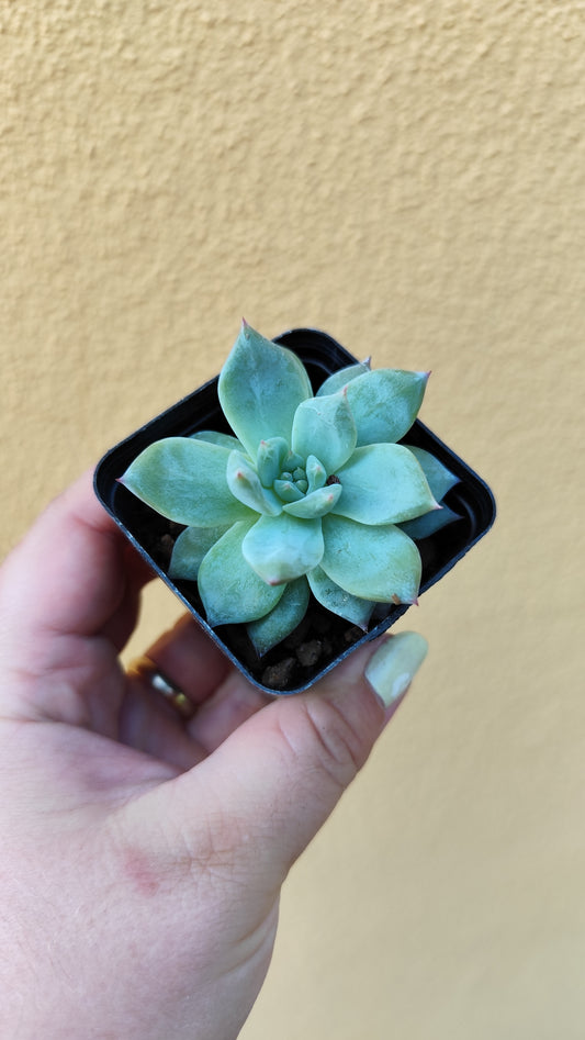 Echeveria Blue Bird