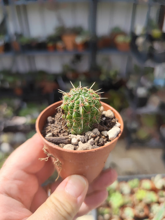 Notocactus mammulosus