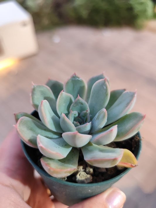 Echeveria apus