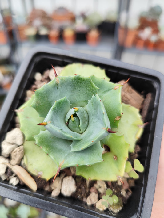 Agave potatorum