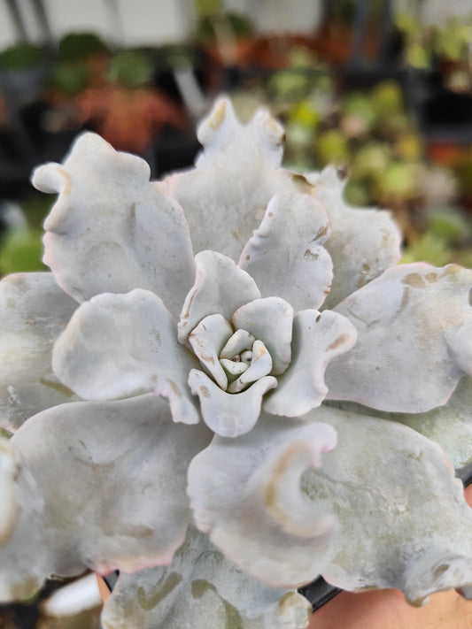 Echeveria crispate beauty