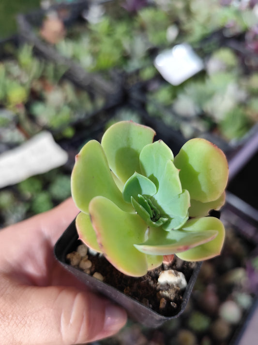 Echeveria sp