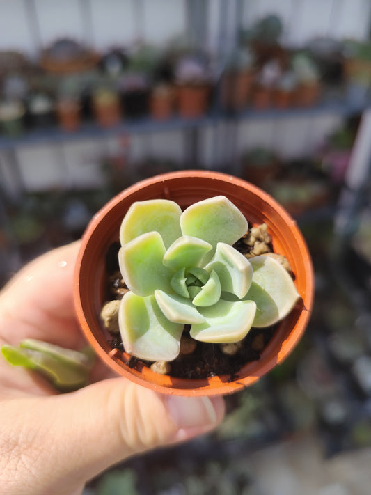 Echeveria sp