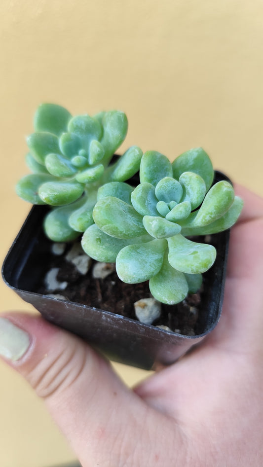 Sedum clavatum