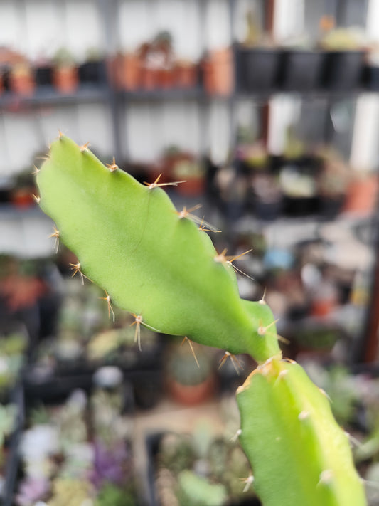 Hylocereus undatus (dragon fruit)