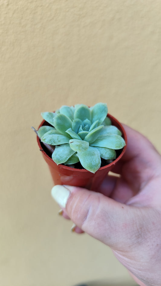 Echeveria elegans mostruosa