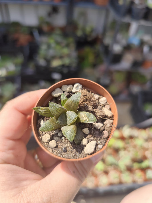 Haworthia sugar plum