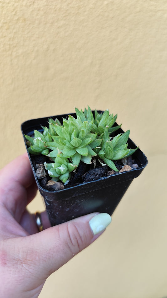 Haworthia marumiana var. batesiana