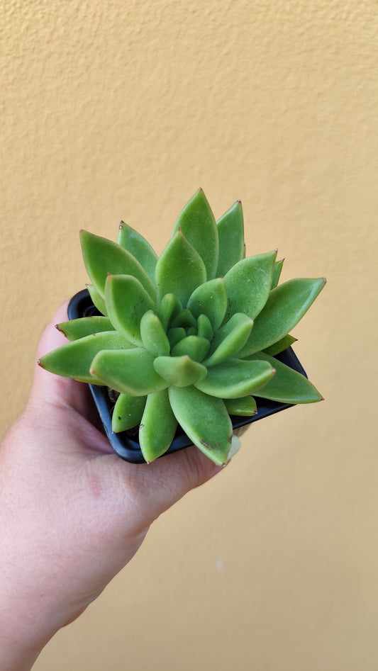 Echeveria agavoides