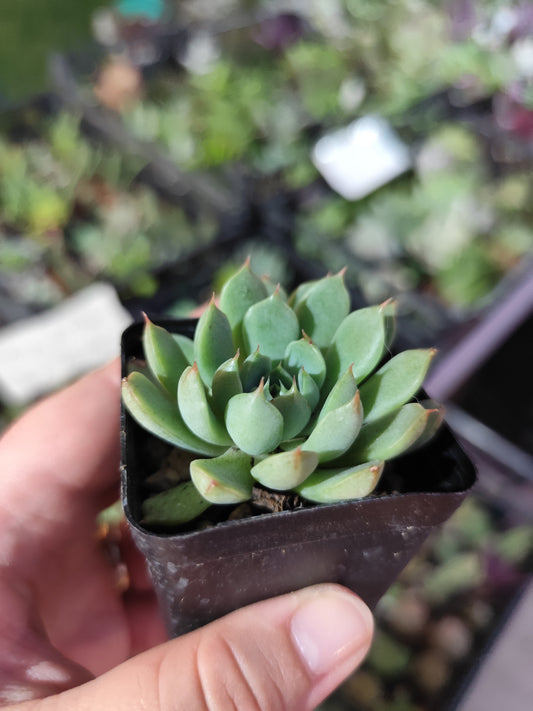 Echeveria sp