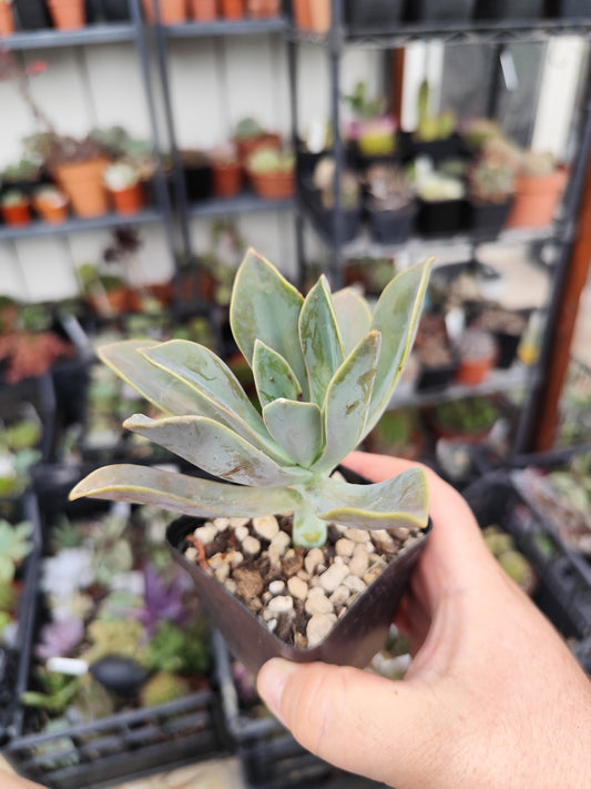 Graptoveria fred ives