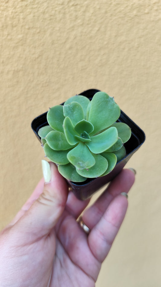 Echeveria quasimodo