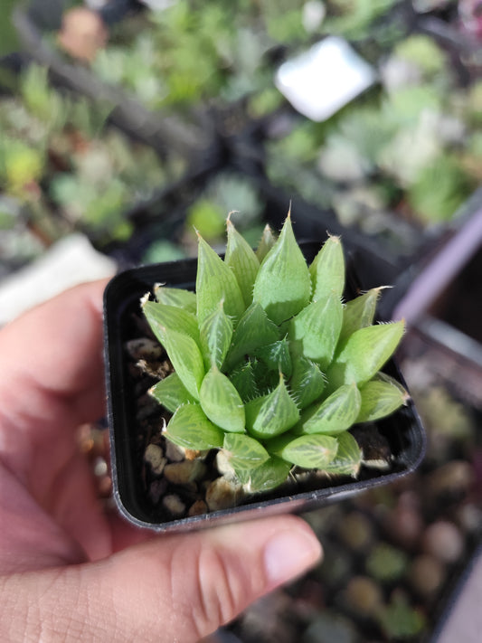 Haworthia cooperi pilifera