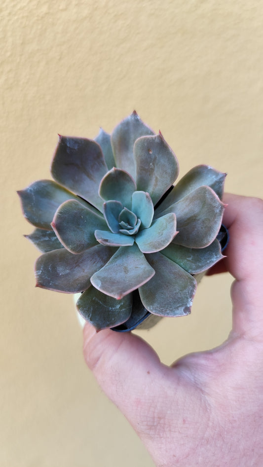 Echeveria sp
