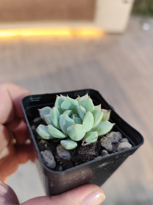 Echeveria sp