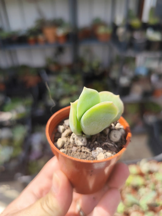 Echeveria lovely rose