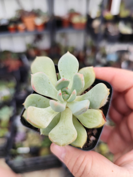 Graptoveria 'a grim one'