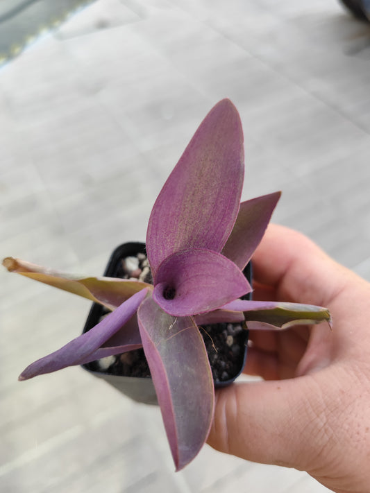 Tradescantia pallida