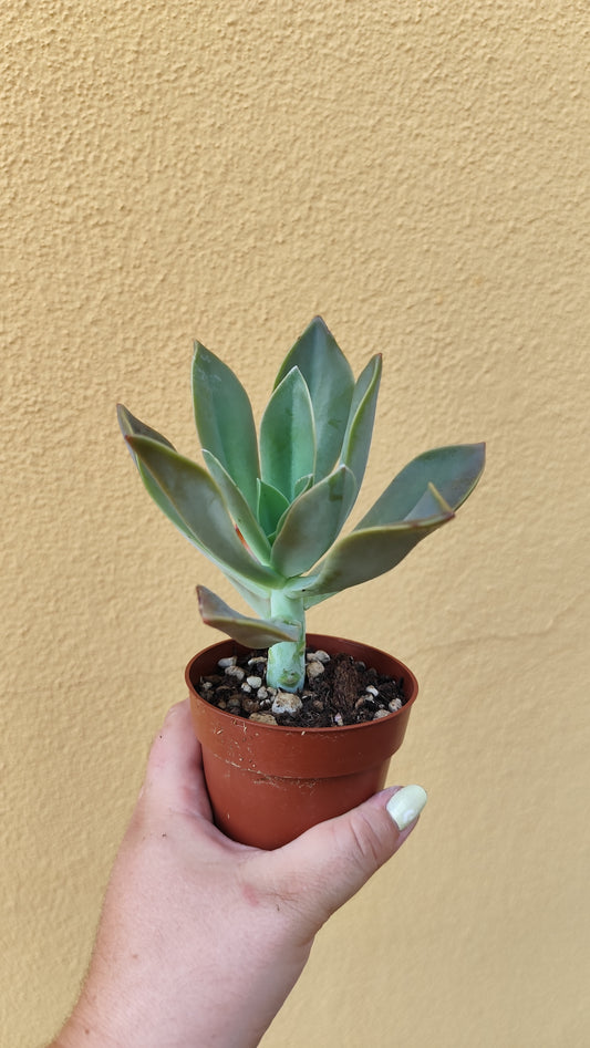 Graptoveria 'Fred ives'