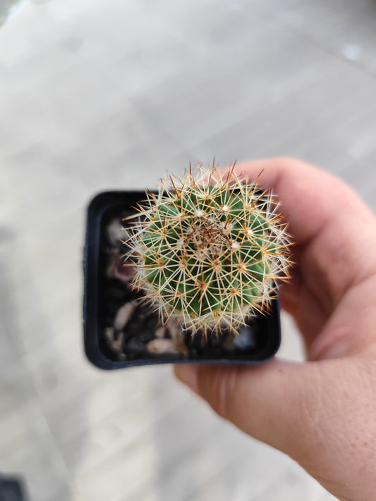 Mammillaria sp