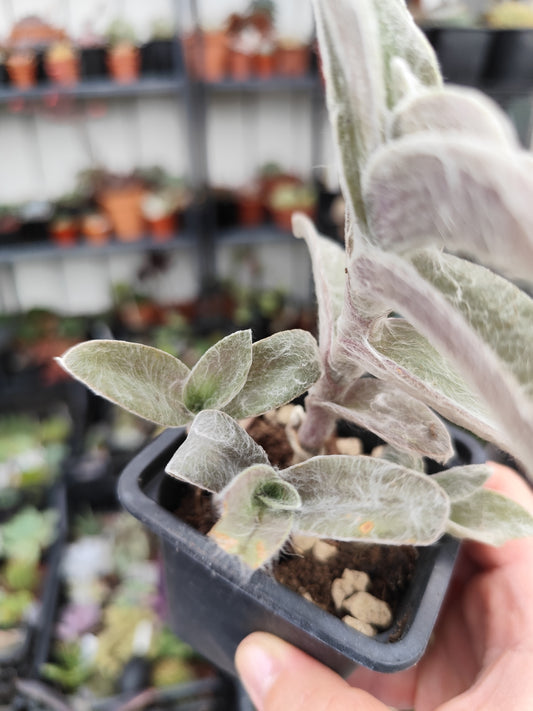 Tradescantia sillamontana