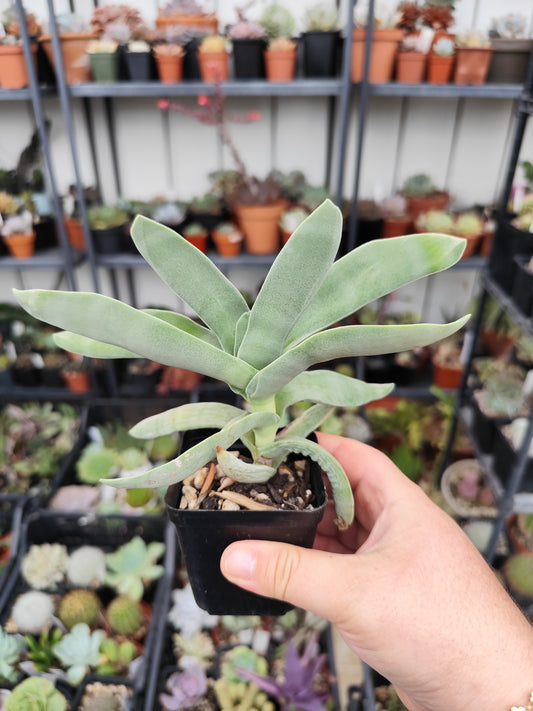 Crassula falcata