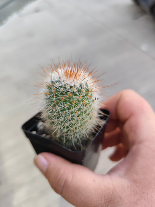 Mammillaria spinosissima