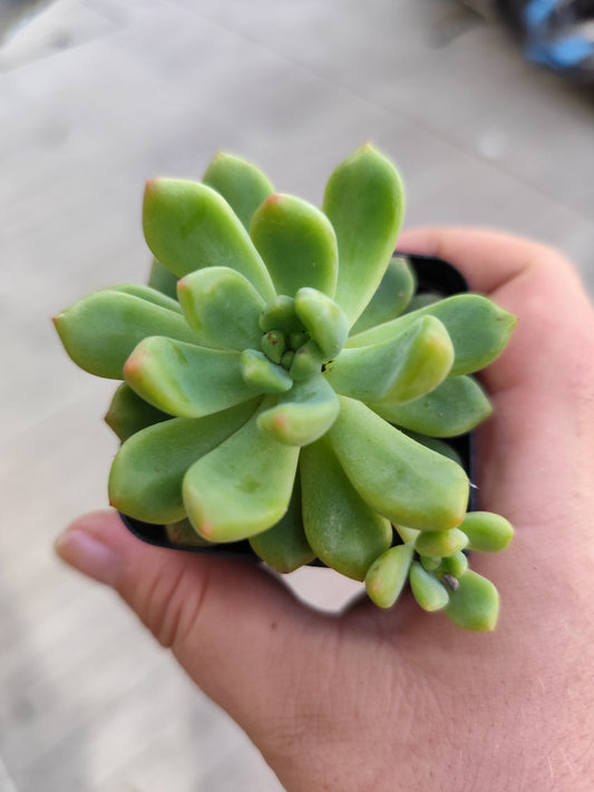 Echeveria sp