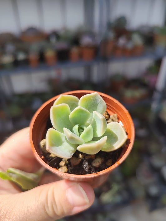 Echeveria sp