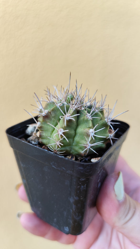 Gymnocalycium milhanovichii