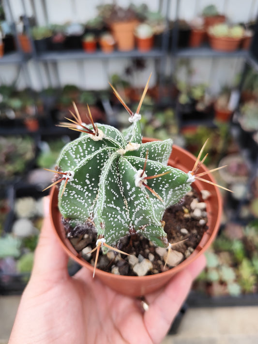 Astrophytum ornatum
