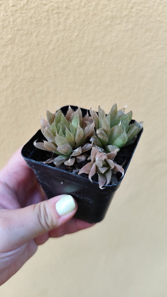 Haworthia cooperii pilifera