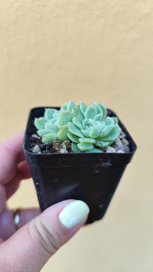 Echeveria elegans crestata