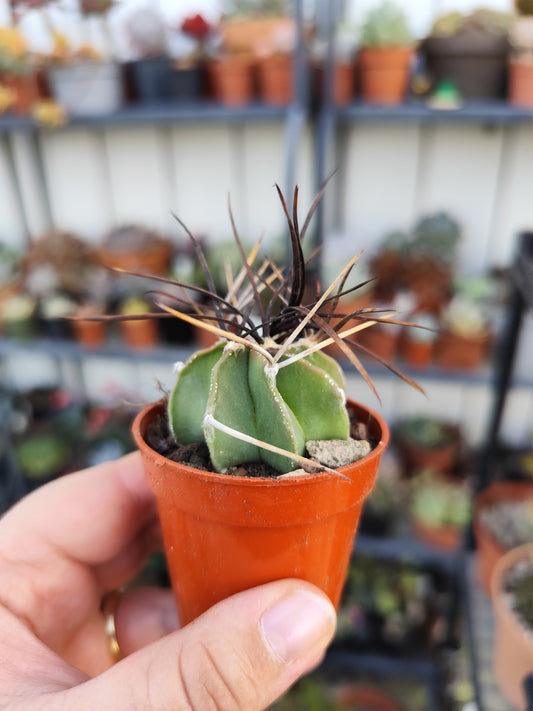 Astrophytum capricorne
