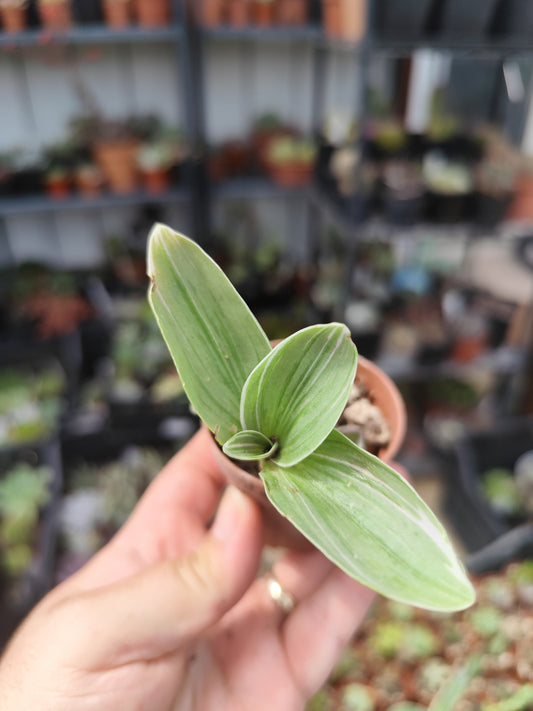 Tradescantia sp