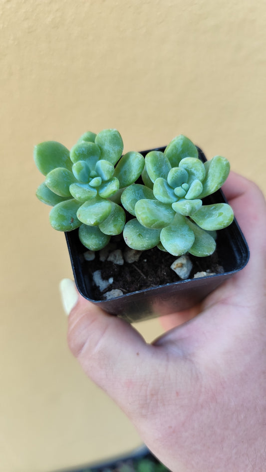 Sedum clavatum