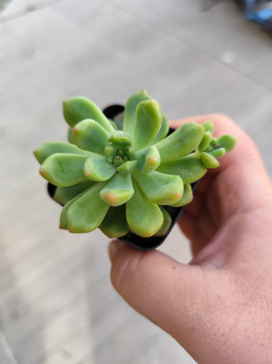 Echeveria sp