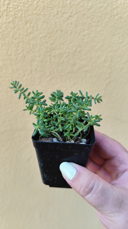 Sedum album