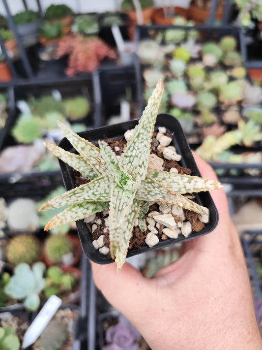 Aloe demi