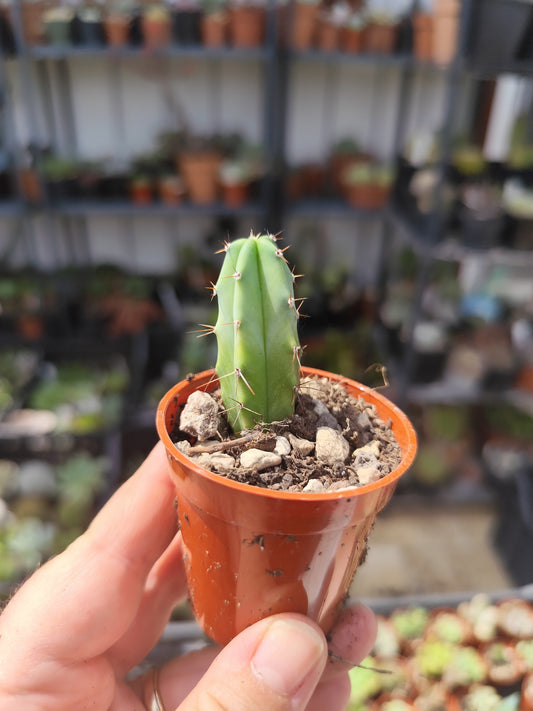 Myrtillocactus geometrizans