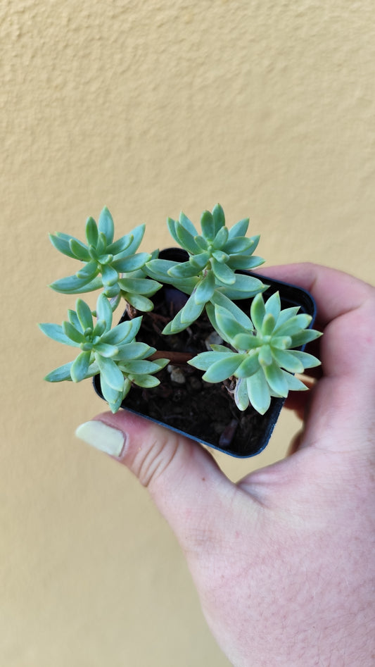 Sedum blue spruce