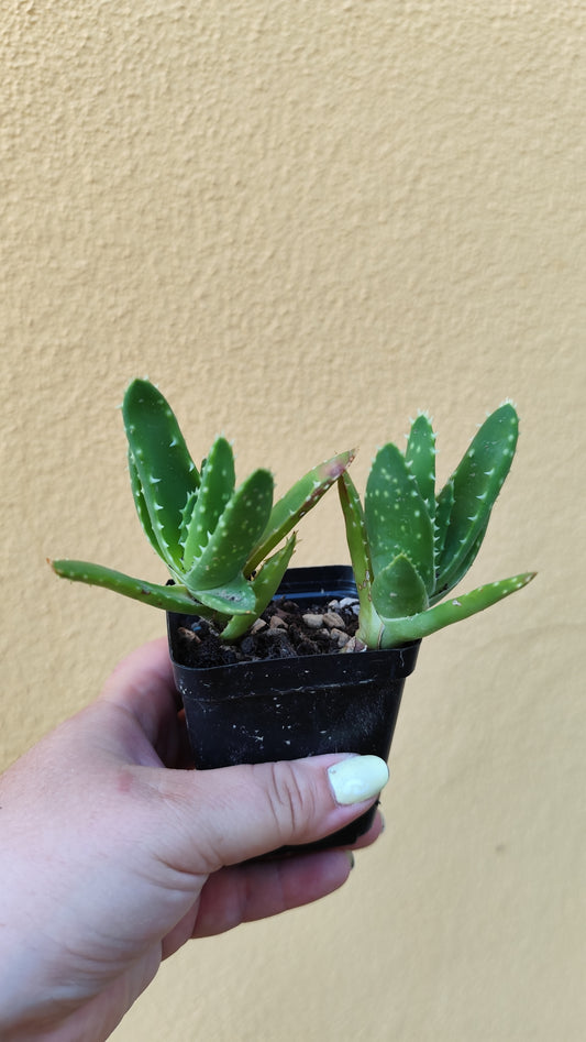 Aloe mitriformis