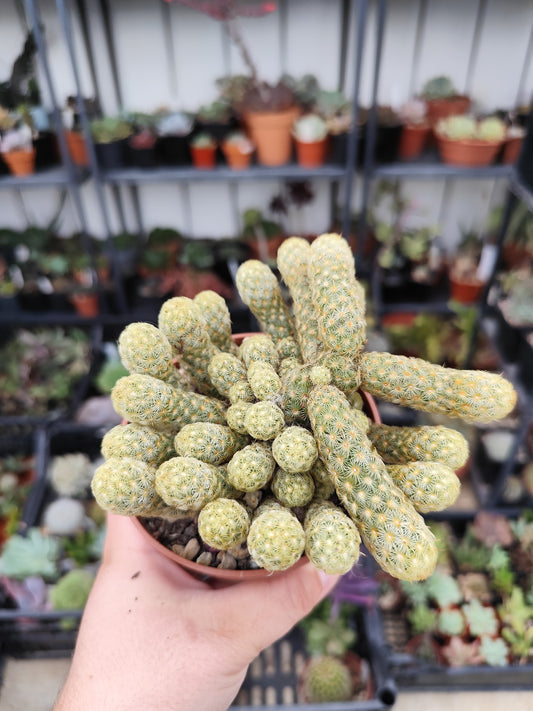 Mammillaria elongata