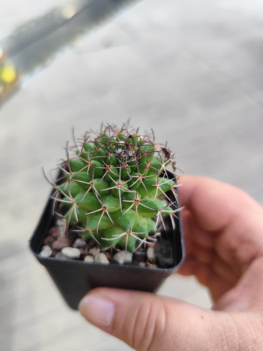 Mammillaria sp