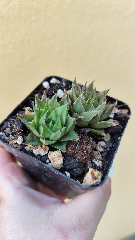 Haworthia sp.