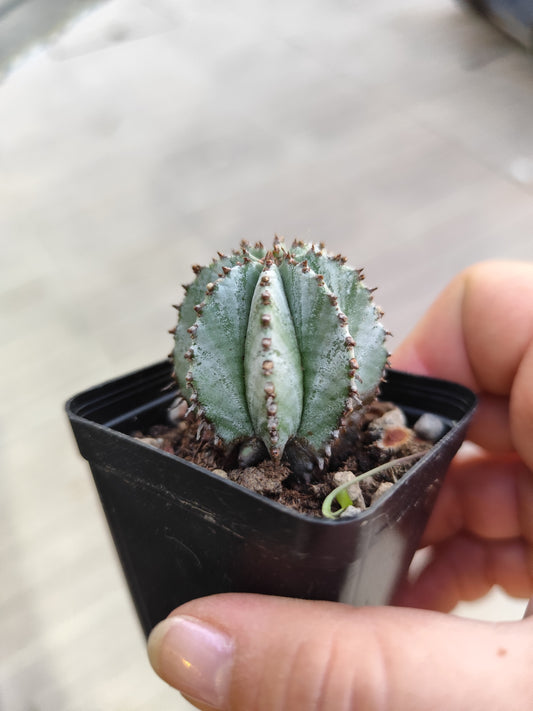 Euphorbia tanzania