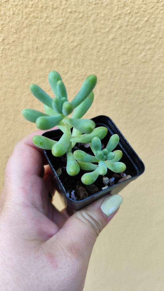 Sedum pachyphyllum